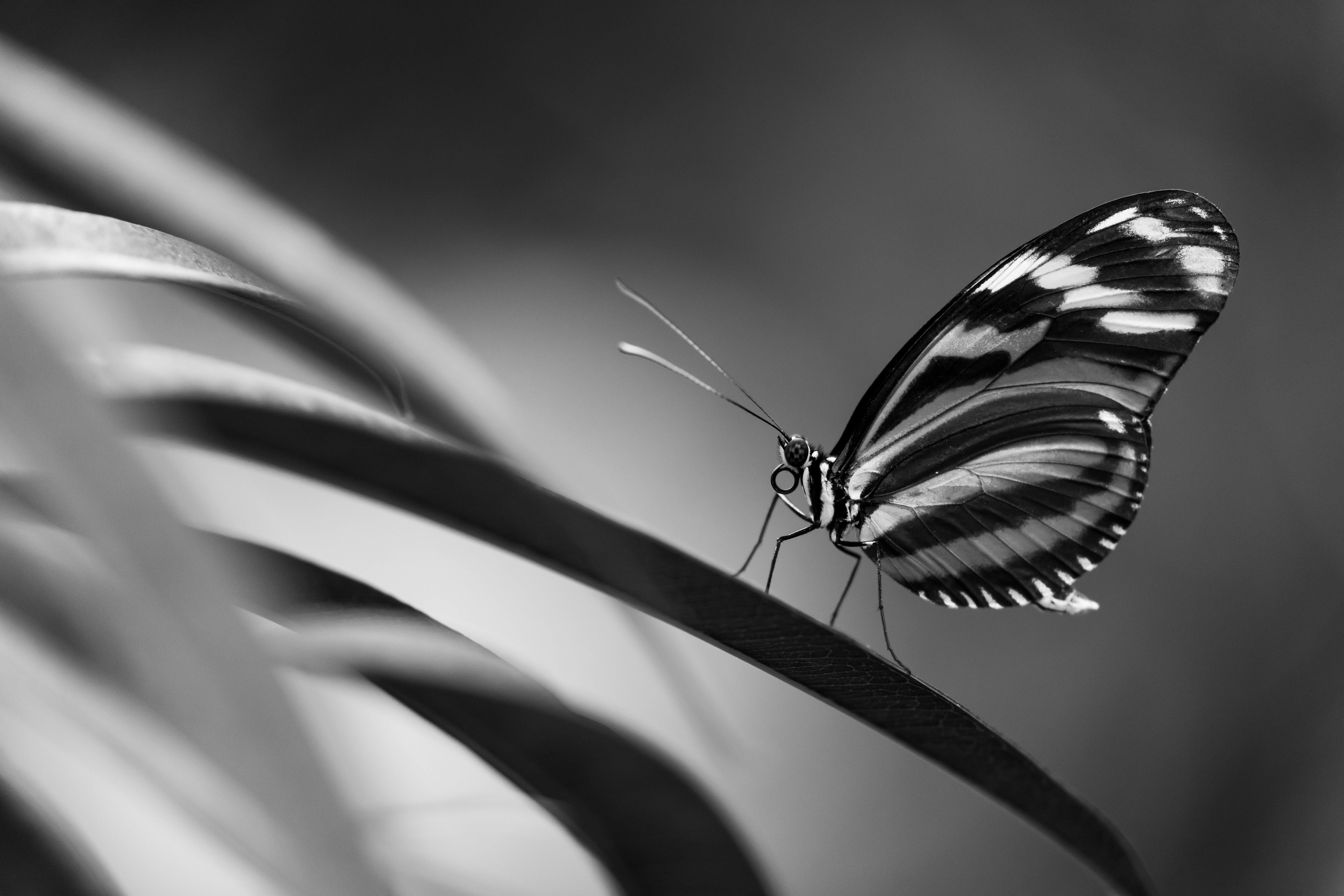 Black And White Butterfly Pictures Download Free Images On Unsplash