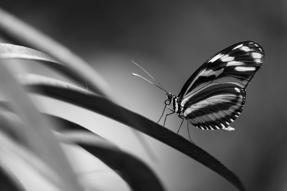 closeup photo of butterfly perching on plant