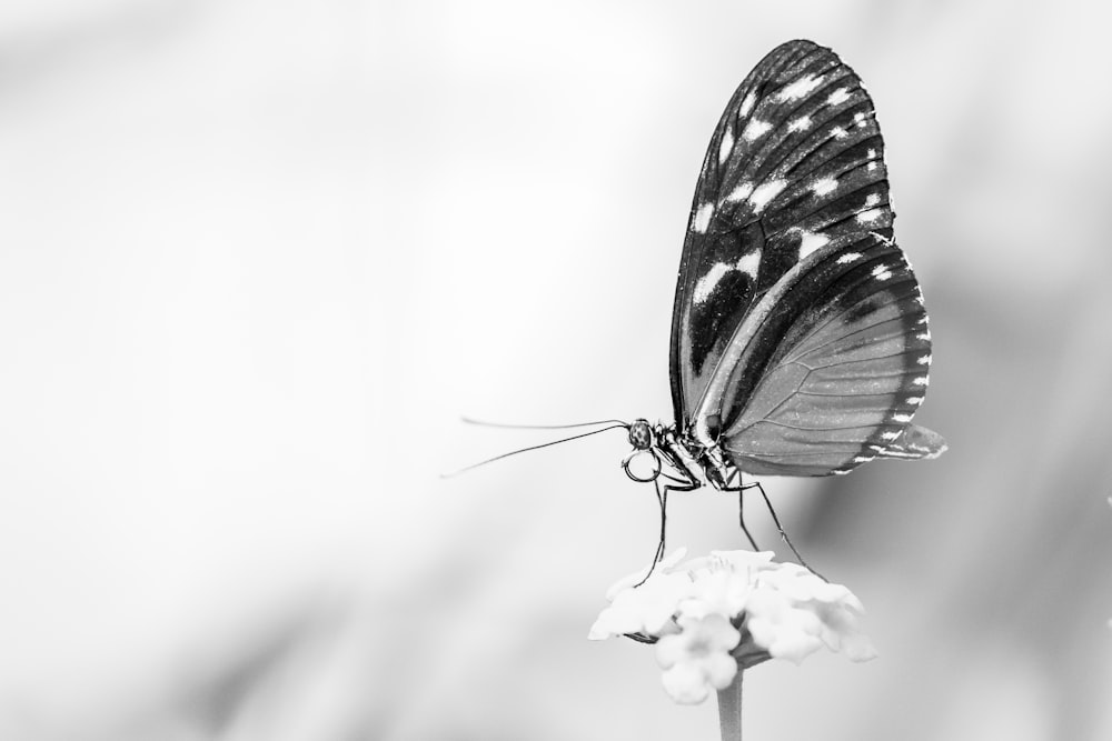 a black and white photo of a butterfly on a flower