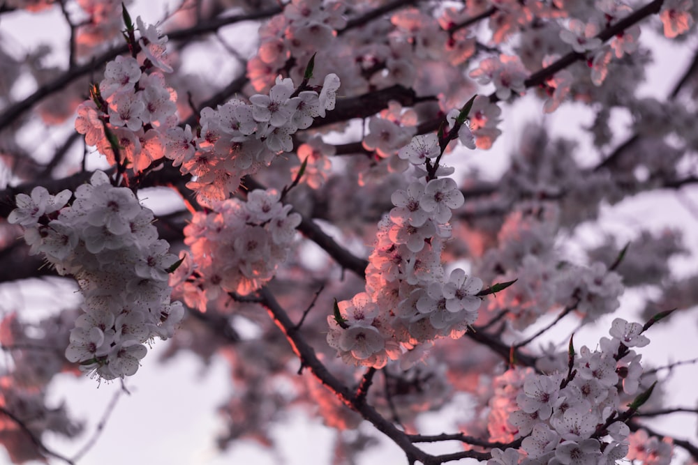 cherry blossom tree