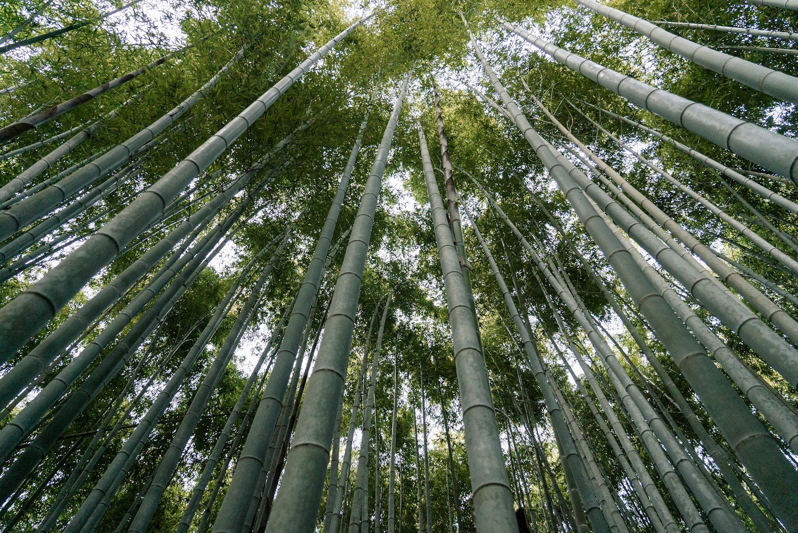 Sony a7S II sample photo. Green bamboo plants photography