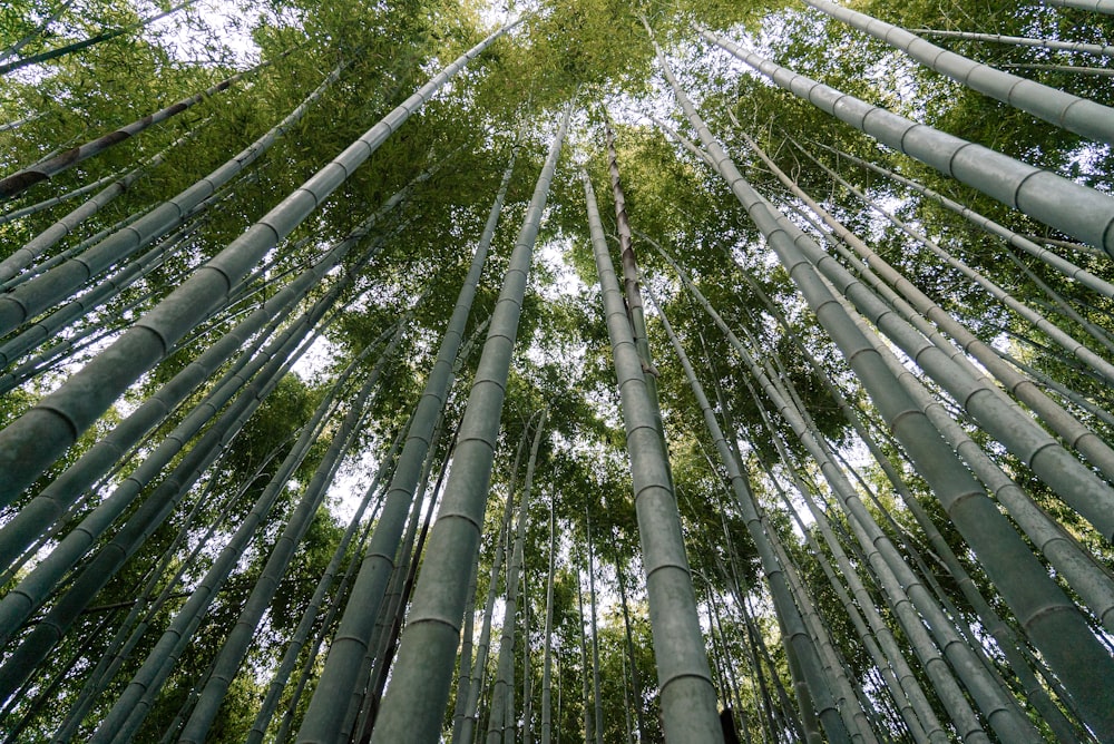 green bamboo plants