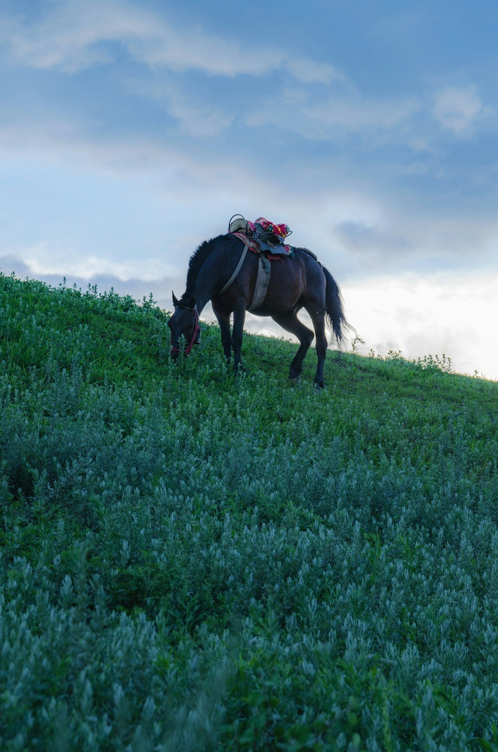 brown horse eating grass