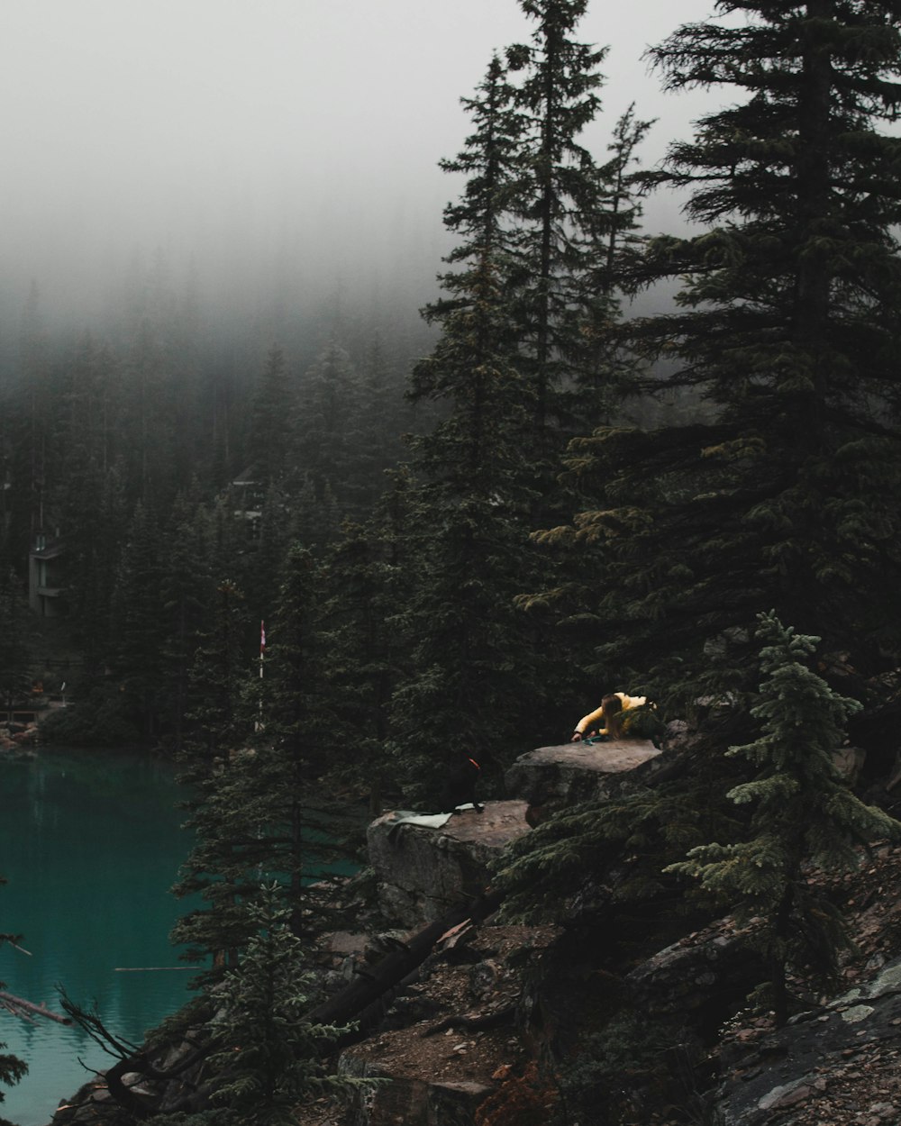 pine trees near lake