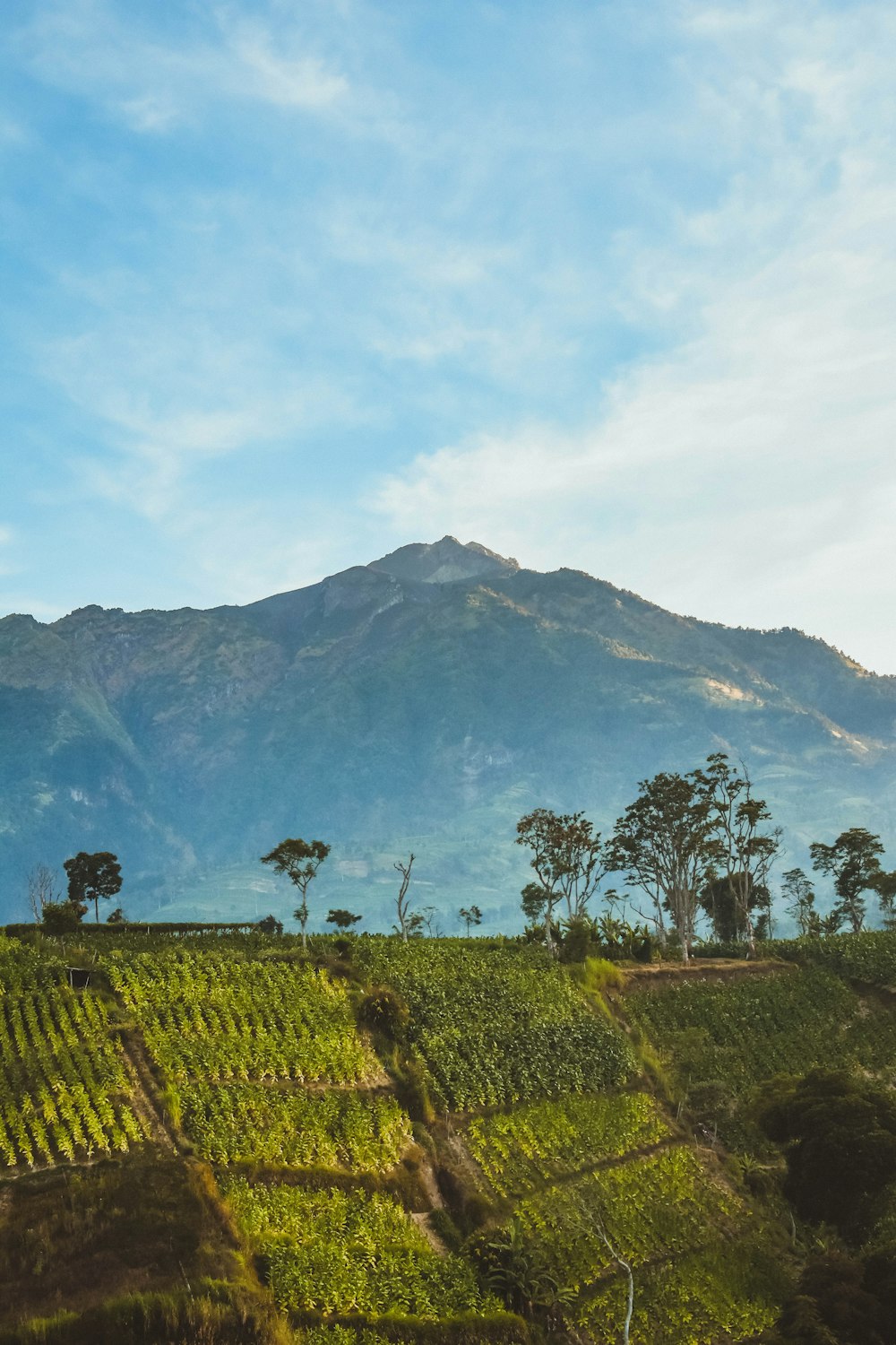 plants, trees, and mountains under white sky