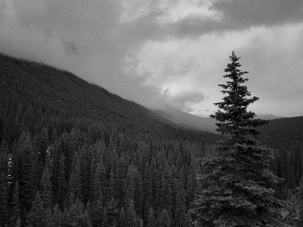 grayscale photography of trees