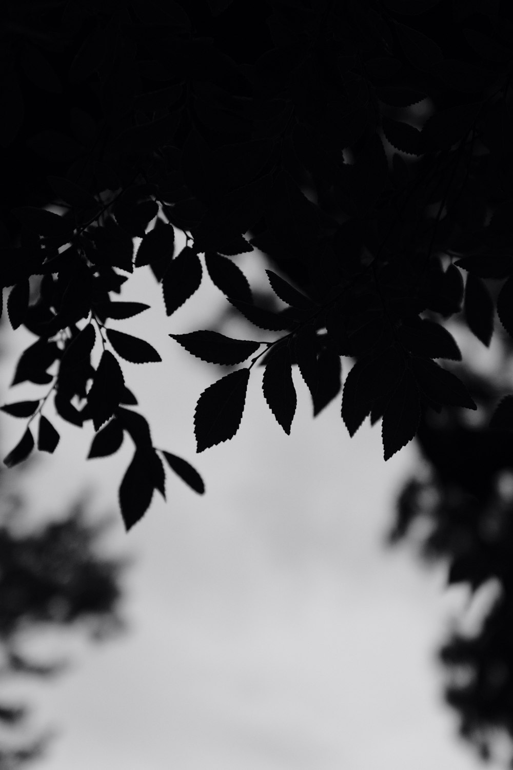 a black and white photo of a leafy tree