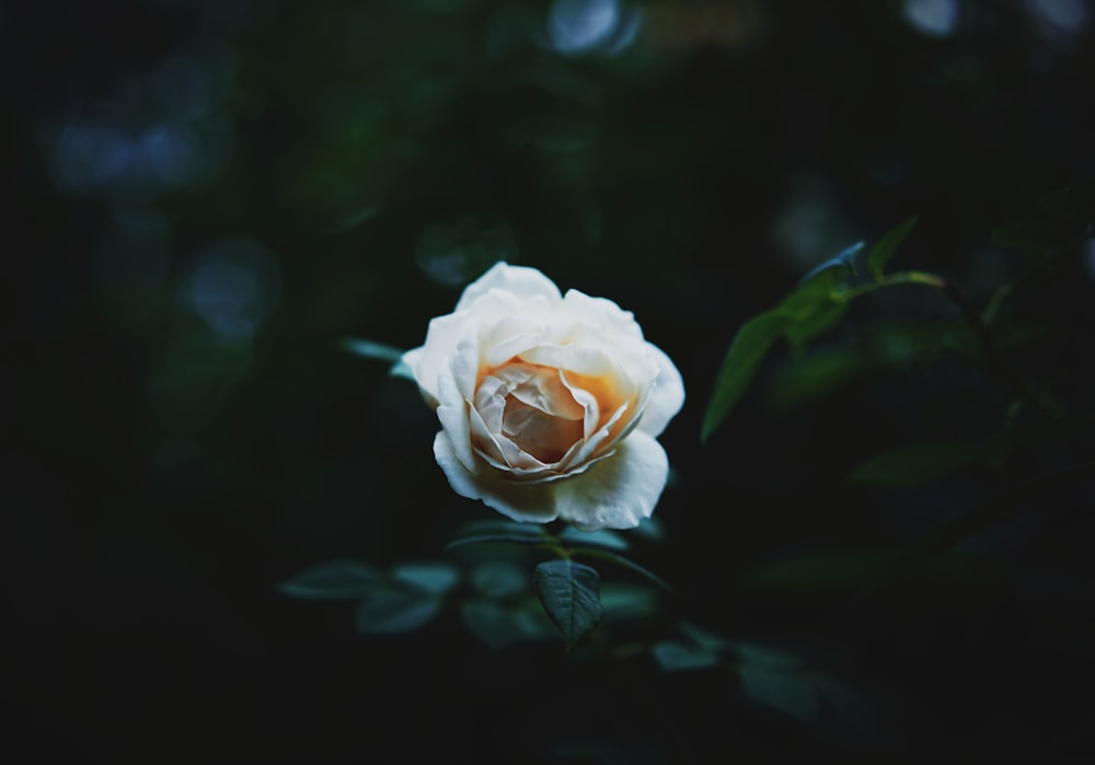 full-bloomed white rose