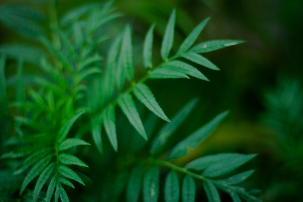 green leaves in closeup photo