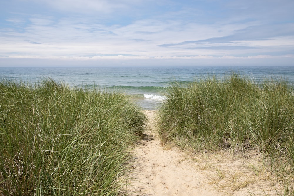 a path leading to the ocean through tall grass