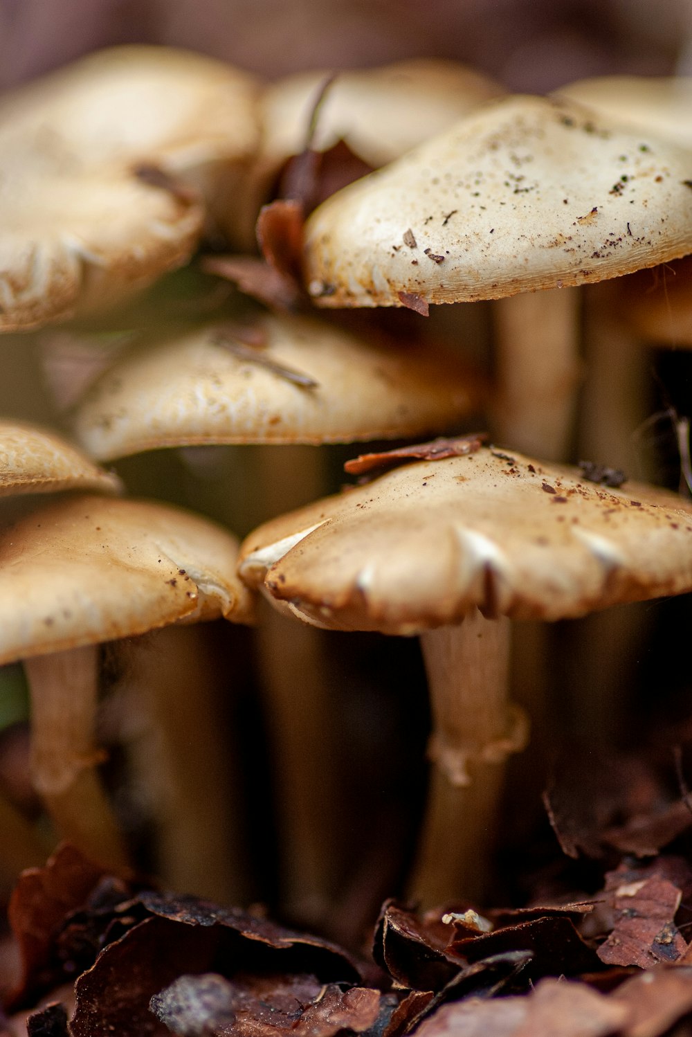 Macrophotographie de champignons bruns