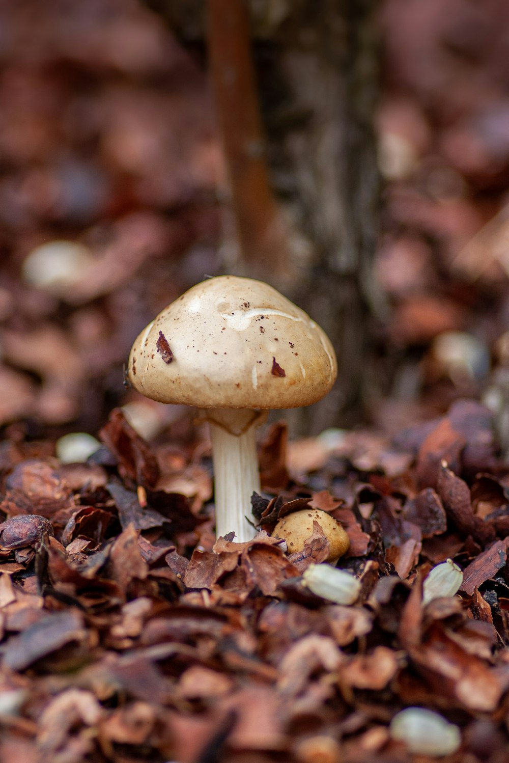 Photographie sélective de champignon brun