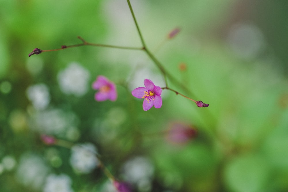 pink-petaled flowers