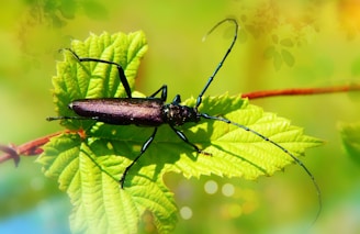 Close-up of a vibrant beetle resting on a green leaf in natural sunlight