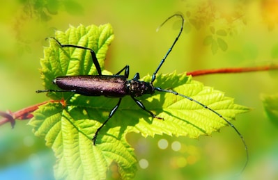 Close-up of a vibrant beetle resting on a green leaf in natural sunlight