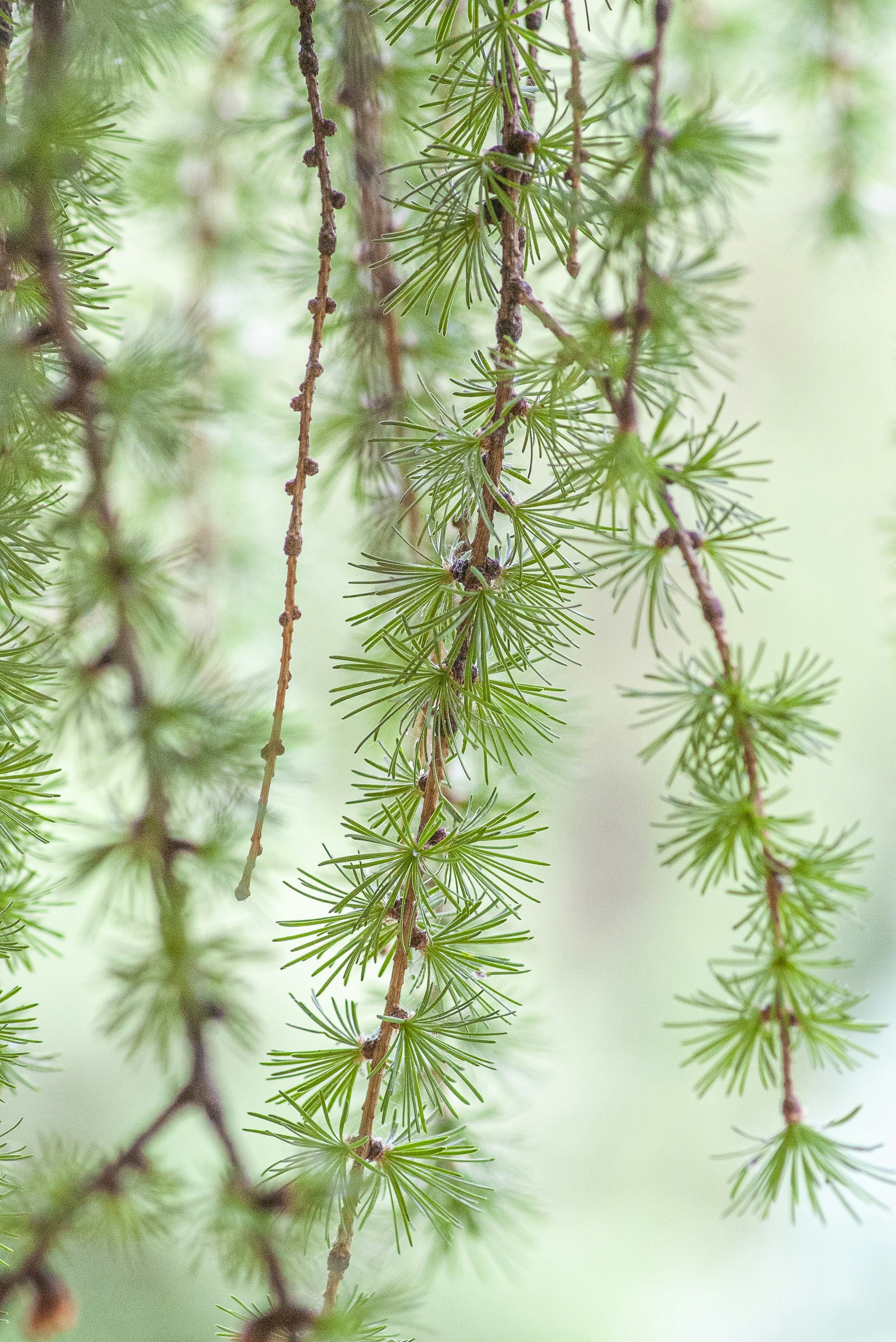 Young larch in spring

