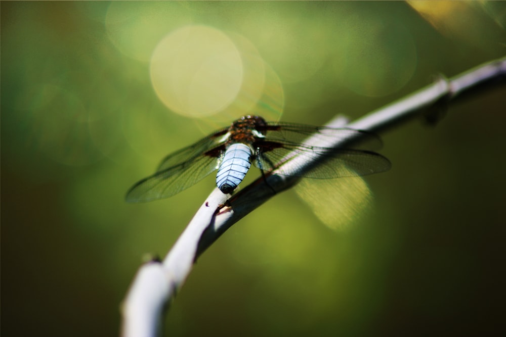 blue and black dragonfly on tree branch