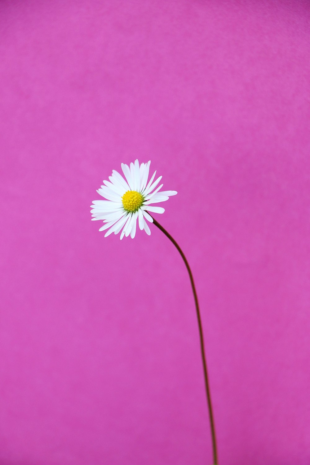 white daisy on pink background