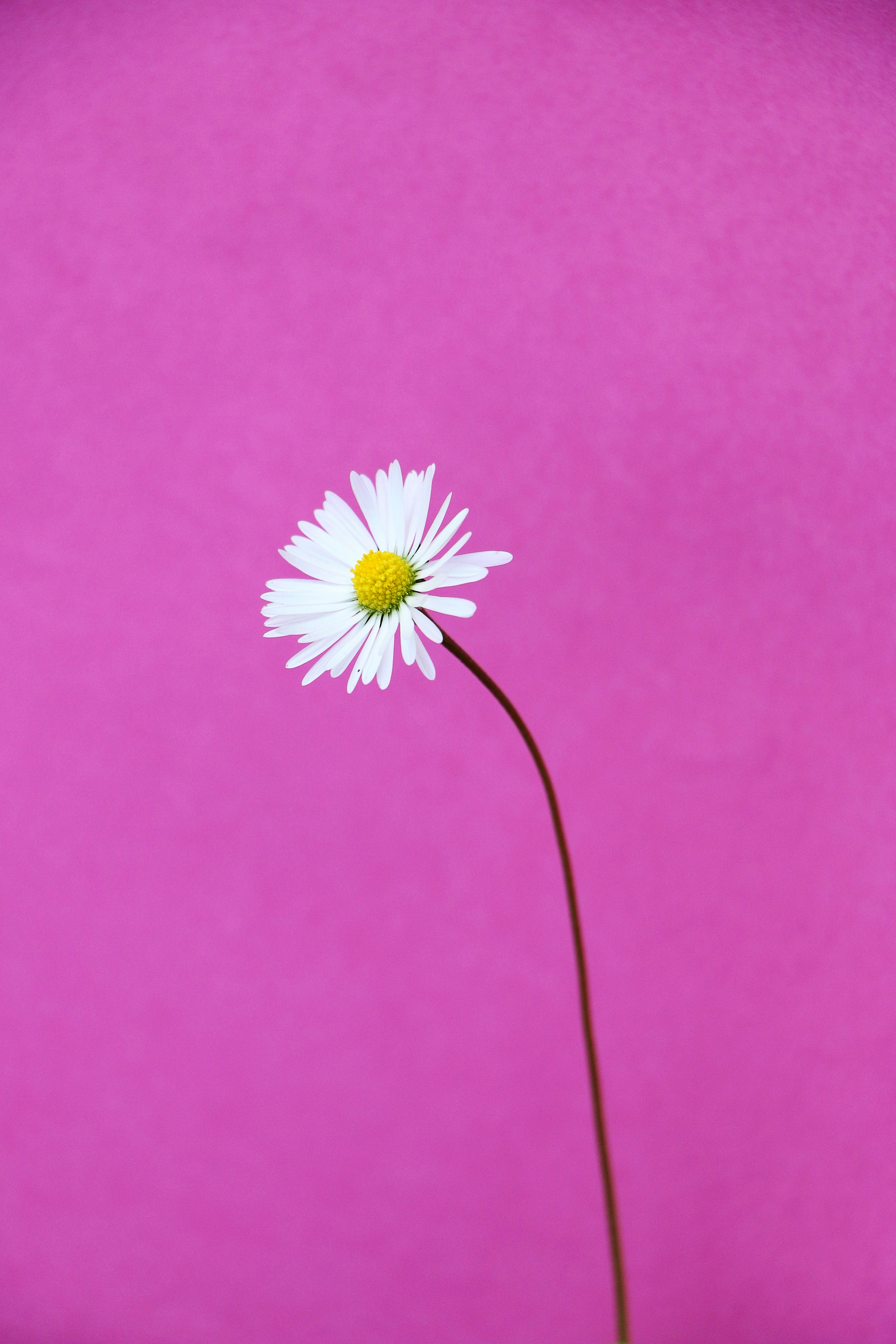 500 Daisy Pictures Download Free Images On Unsplash