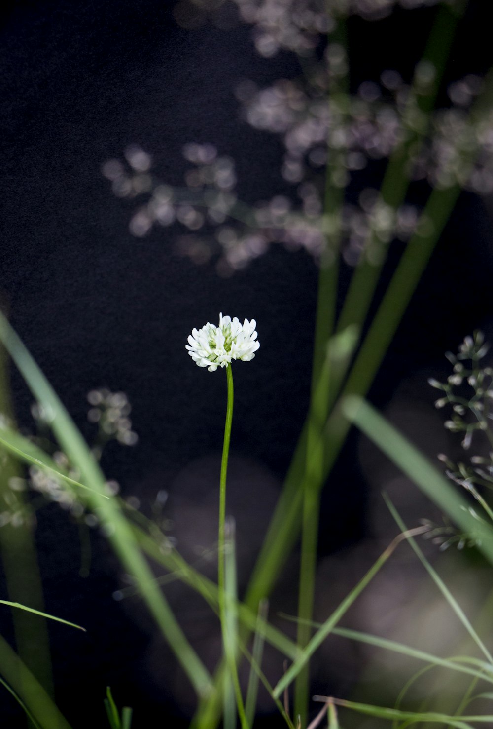 a single white flower sitting in the middle of a field