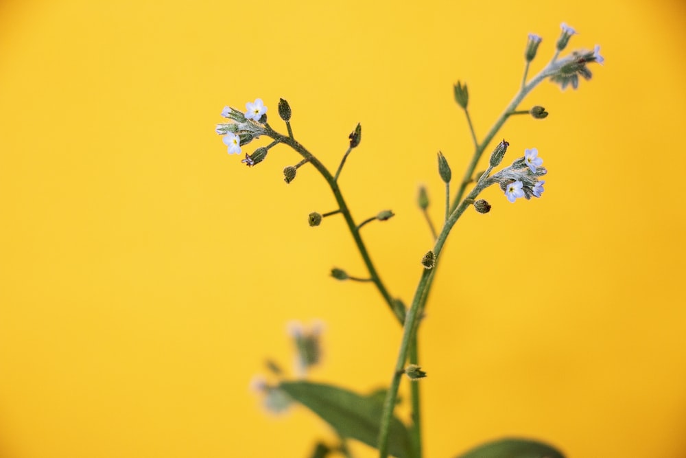 a close up of a flower with a yellow background