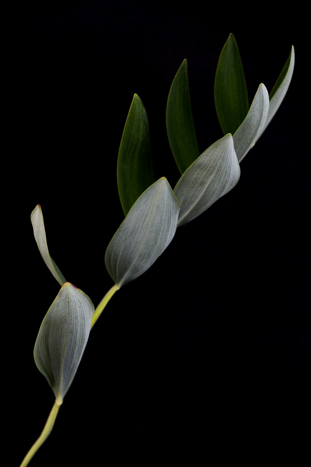 green leafed plant