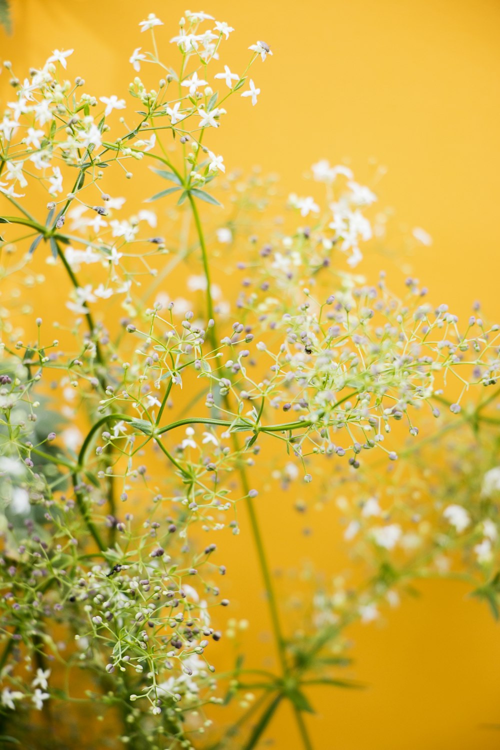 white petaled flowers