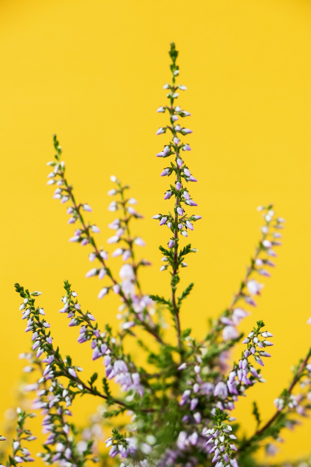 white flowering plant