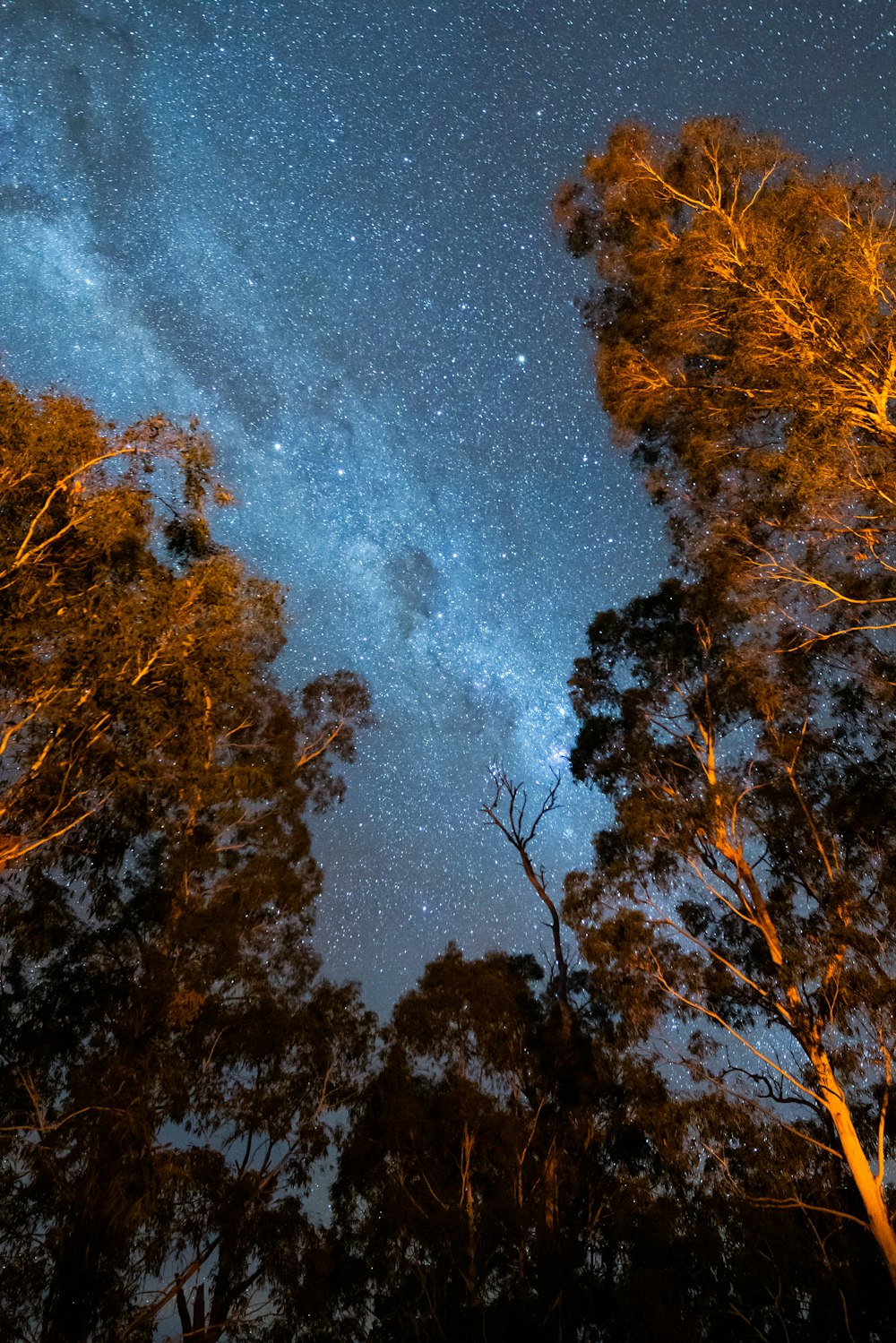 green tall trees at night time