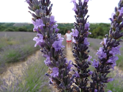 Lavender fields in Valensole in the Alpes de Haute-Provence
