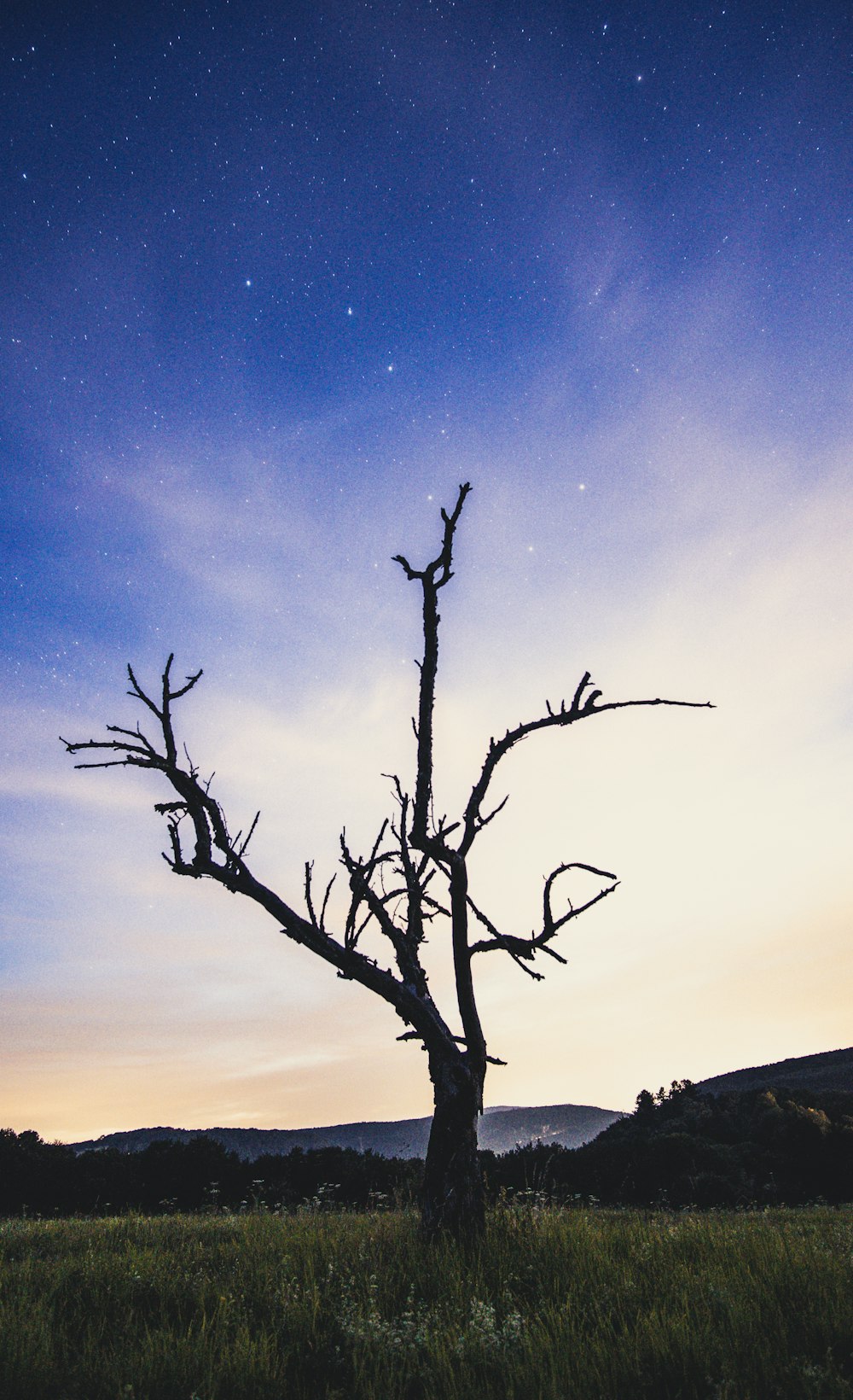 arbre sans feuilles sous le ciel bleu et les étoiles