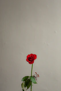 Single yellow rose with a long stem against a clean white background.