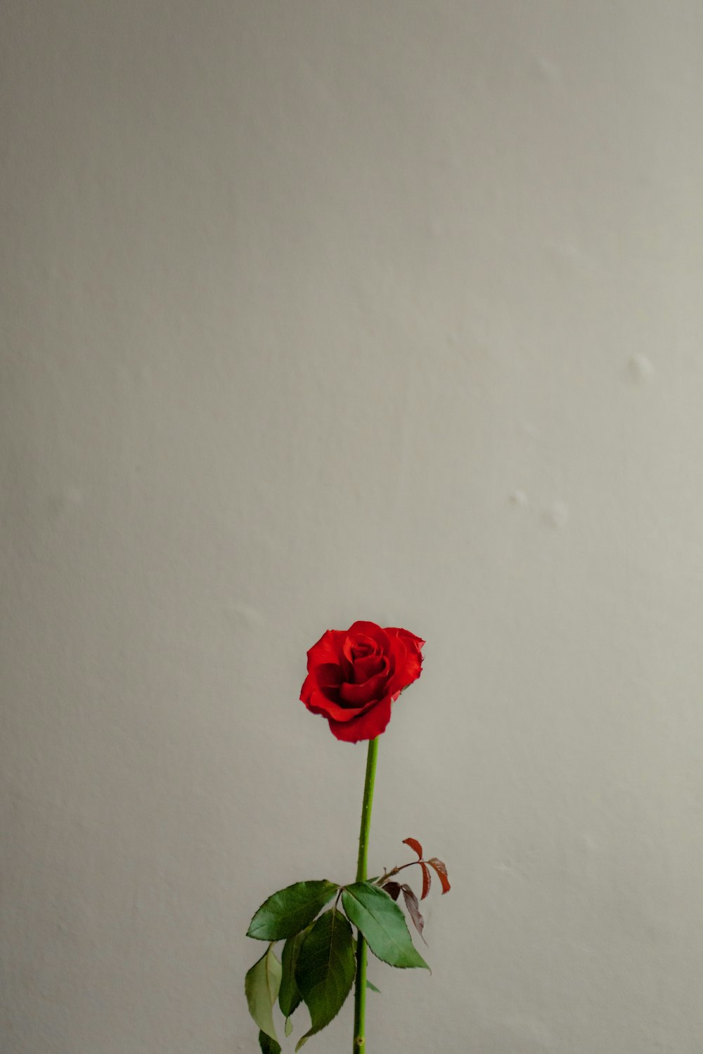 red rose flower