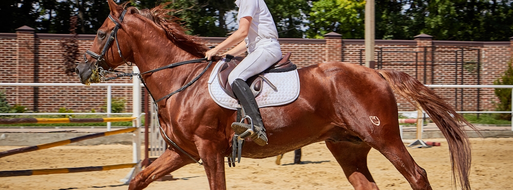 thehorseman011@gmail.com