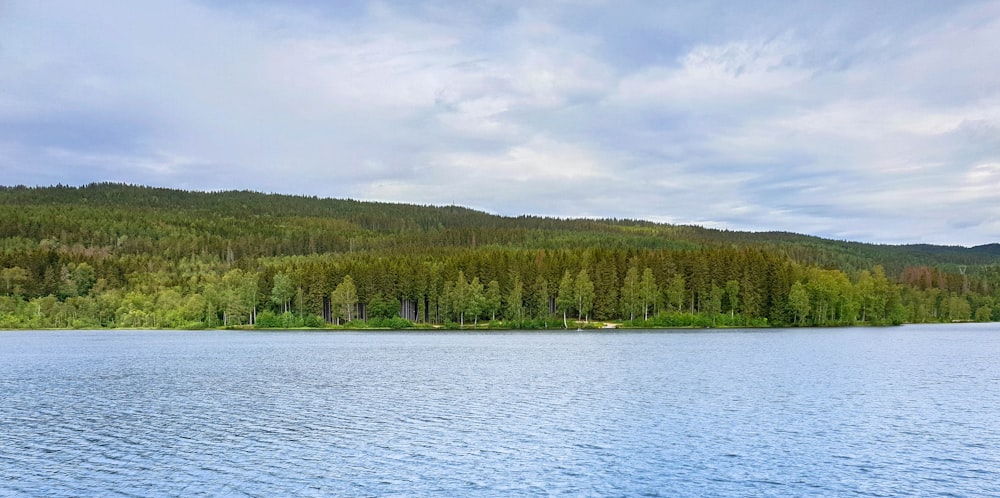 body of water and forest