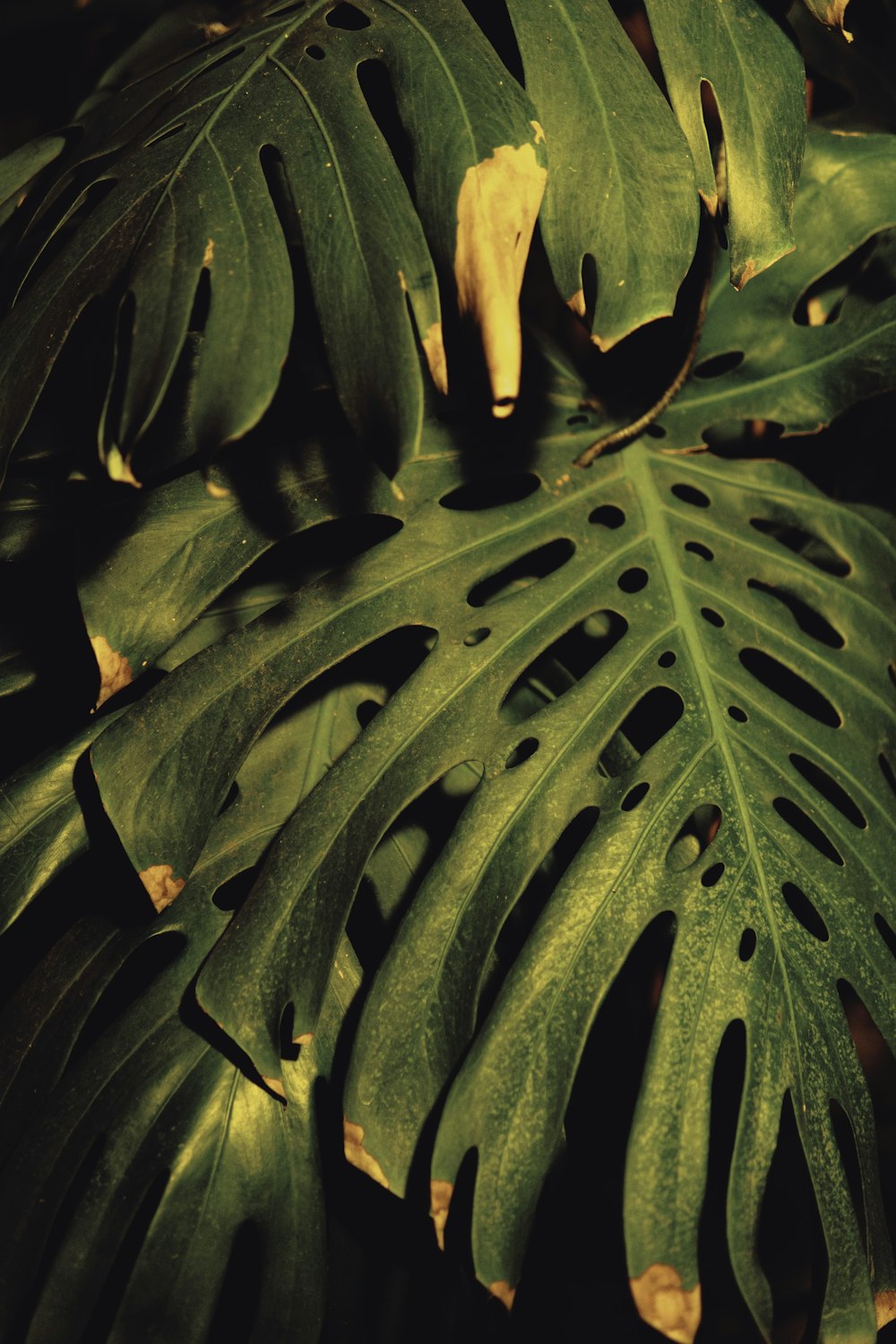 green-leafed plant