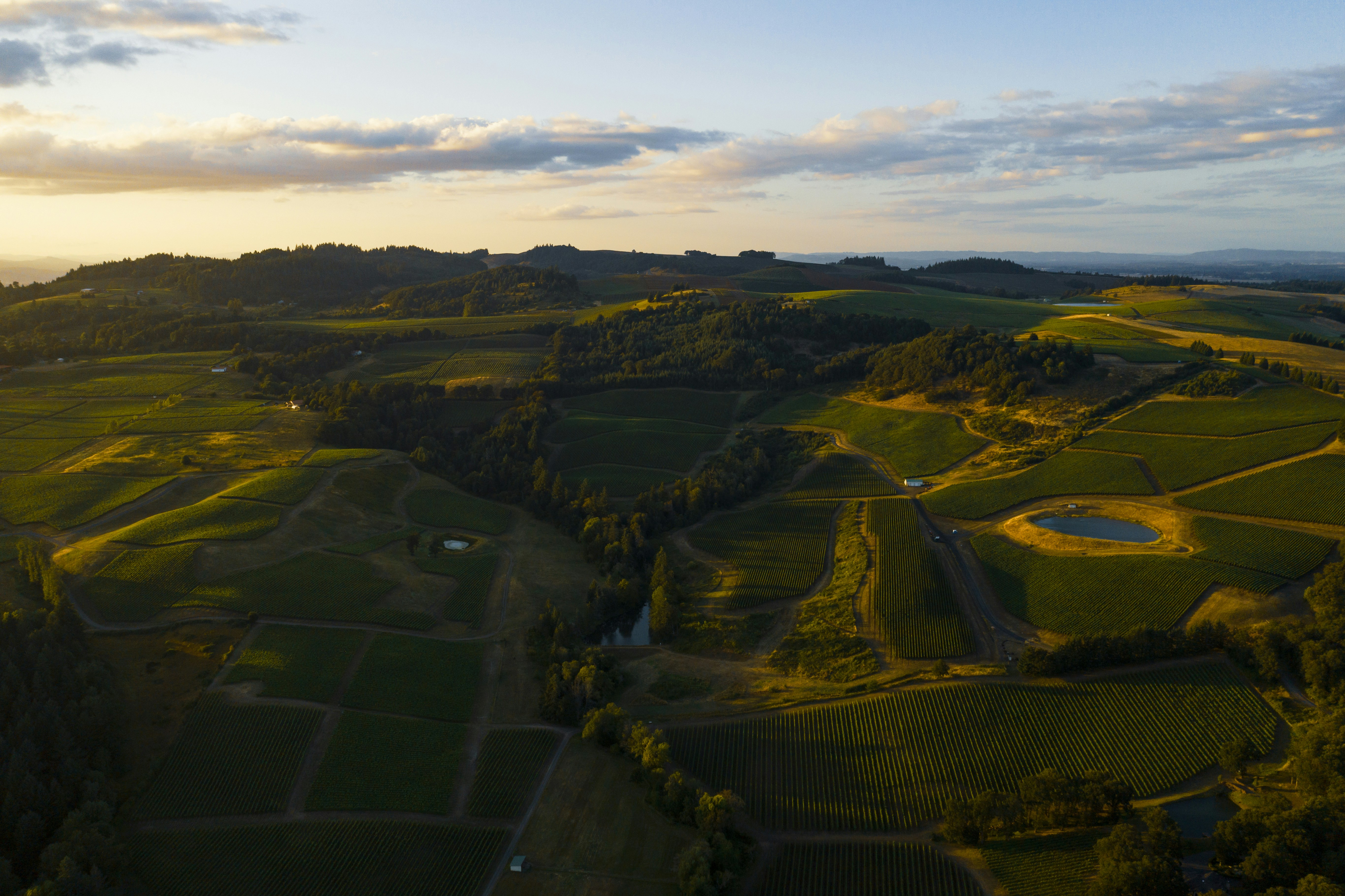 Wine lovers: This is your happy place. Wine country in the Willamette Valley in Oregon, at sunset. Whenever I fly my drone, I usually take a photo right after taking off and one right before landing. These are usually throw-away photos that simply help me remember exactly where I was at in case I want to go back. However, this shot of the vineyards scattered over those rolling fields was worthy of sharing.