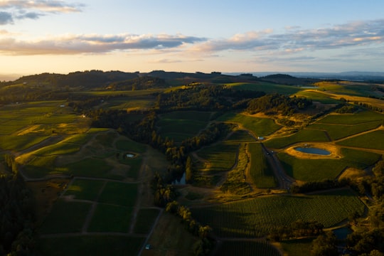 crop field in Vineyards United States