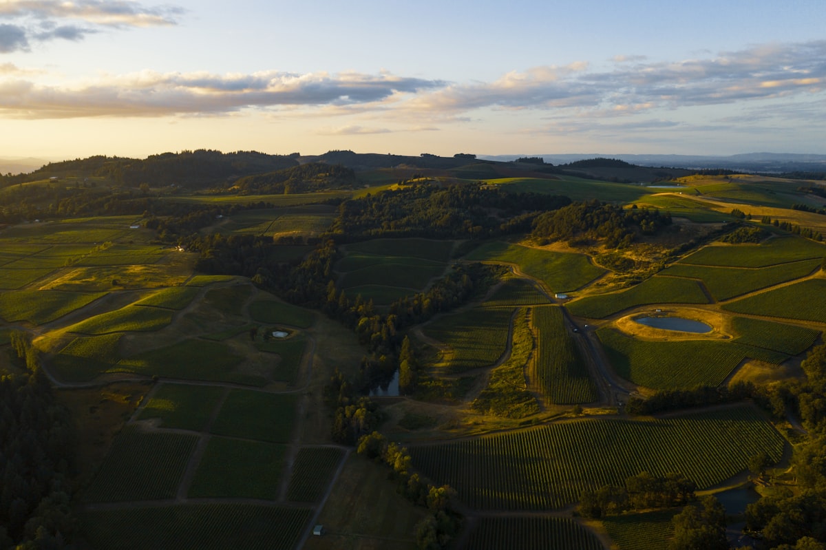 Willamette Valley wine country vineyards at sunset near Forest Grove Oregon