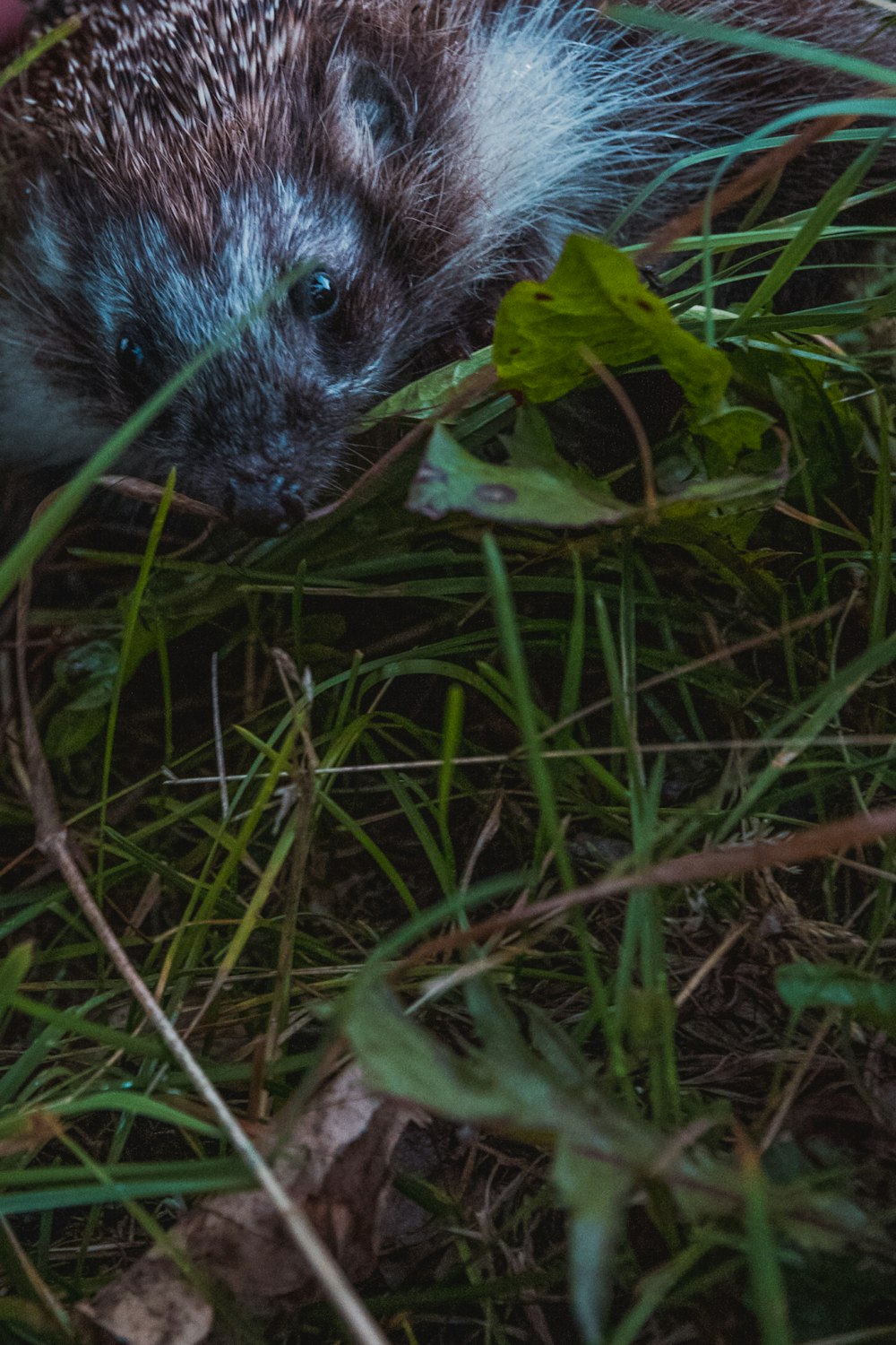 animal near leaf