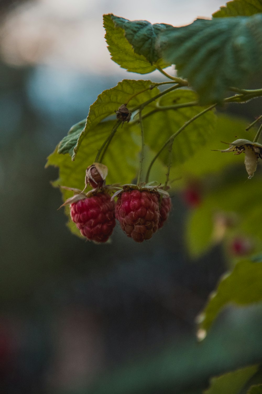 raspberry and leaf