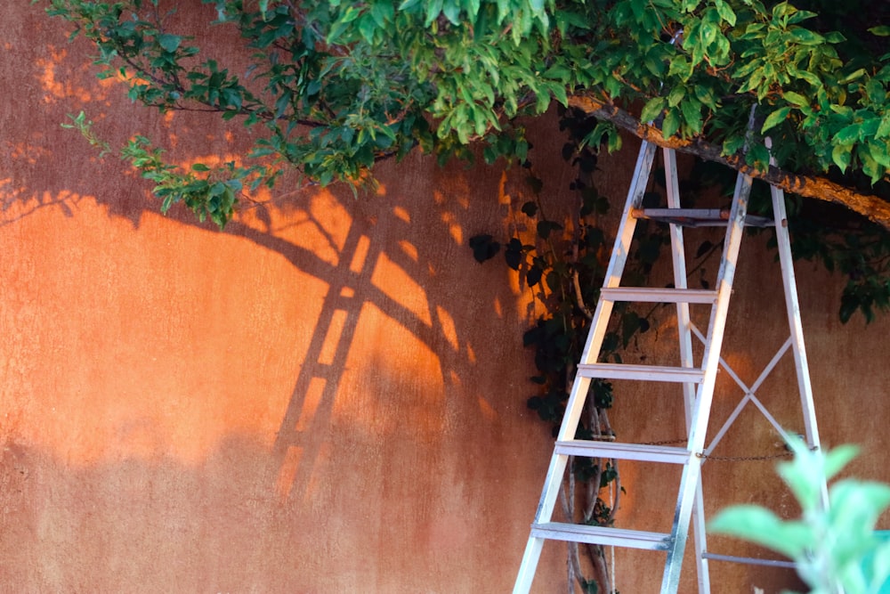 ladder under tree