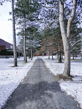 brown and green trees