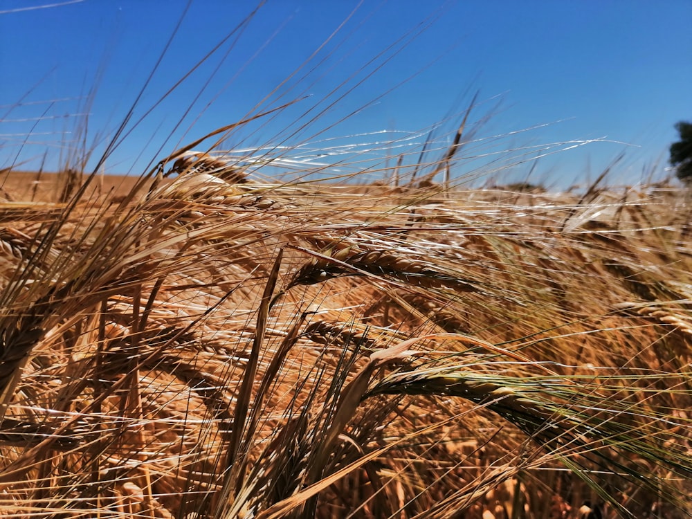 brown wheat grass during daytime