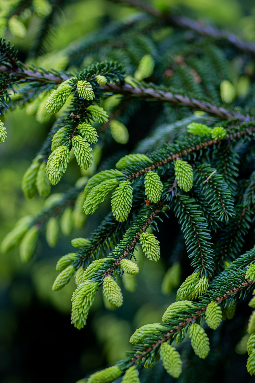 green leafed plant