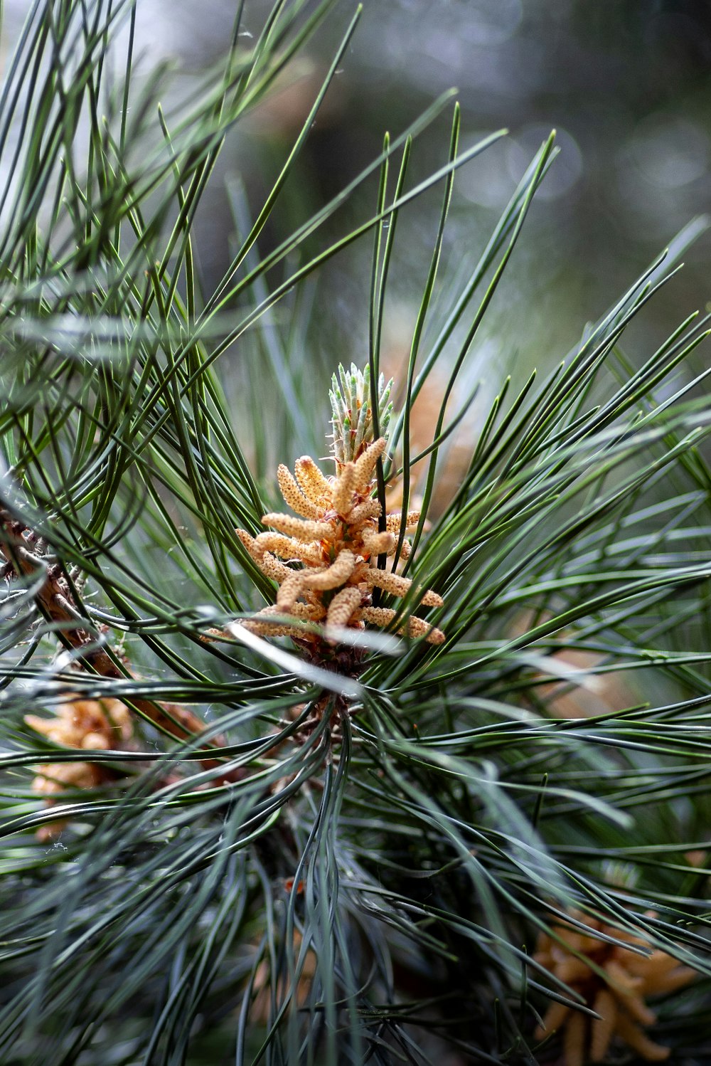 brown pinecone