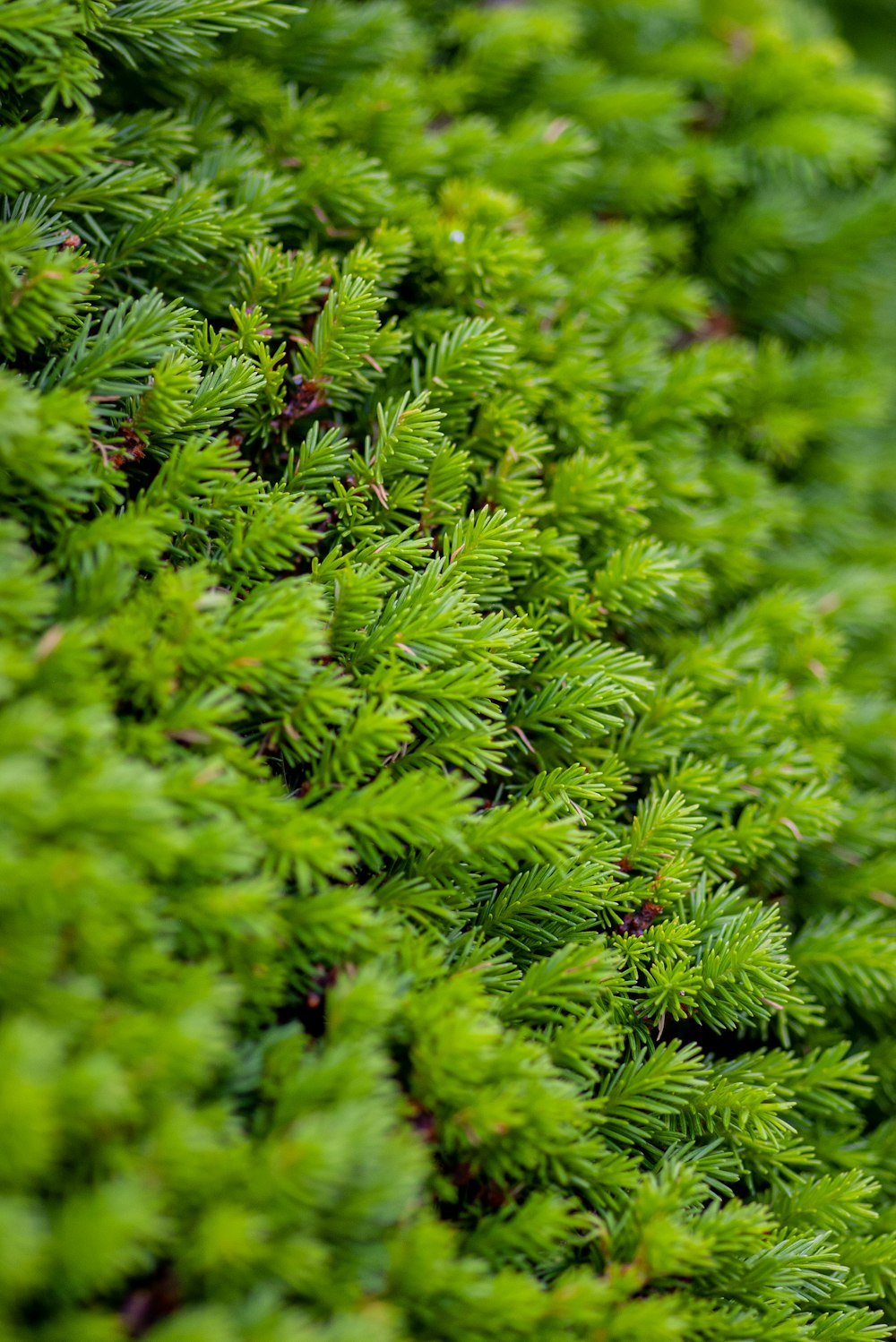 a close up of a green plant with lots of leaves