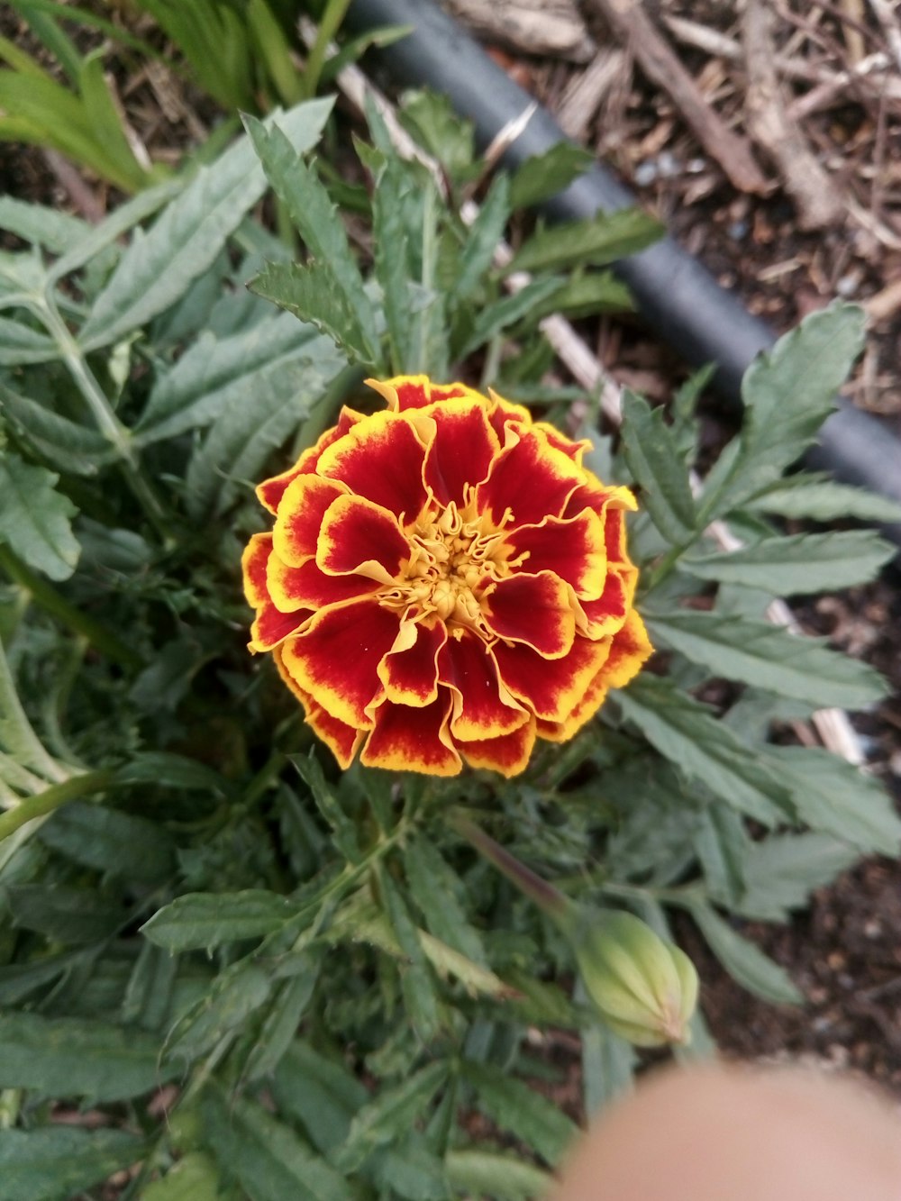 maroon and yellow petaled flower during daytime