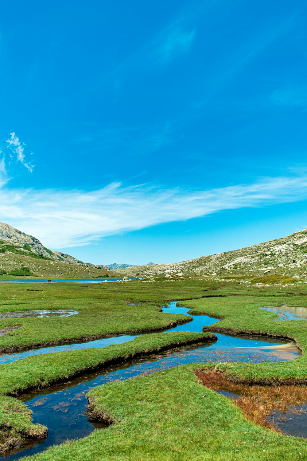 grasslands during daytime