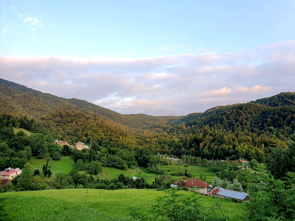 houses in the middle of forest